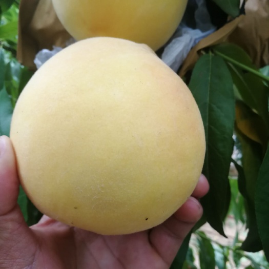 泰安黄金蜜4号苗 1~1.5米 