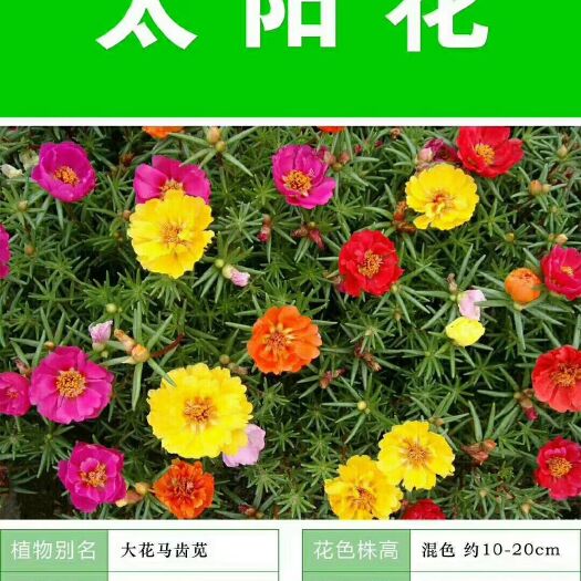 沭阳县太阳花种子 