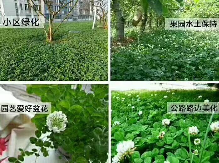 沭阳县三叶草种子 