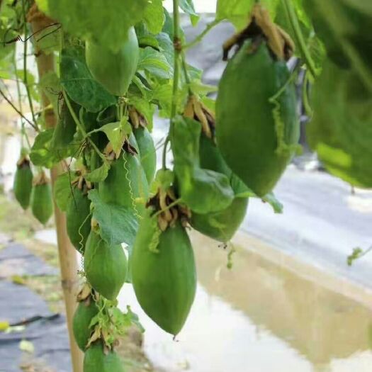灵山县甜蜜蜜百香果苗  木瓜型百香果