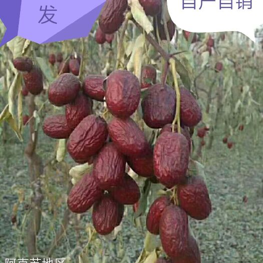 新疆红枣  统货 骏枣20斤包邮。