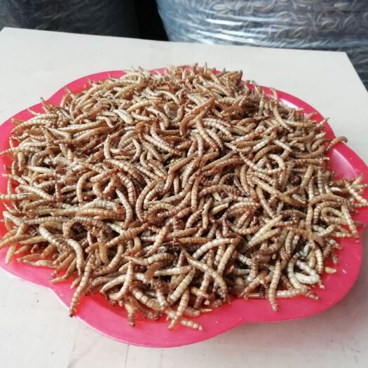 唐县黄粉虫 