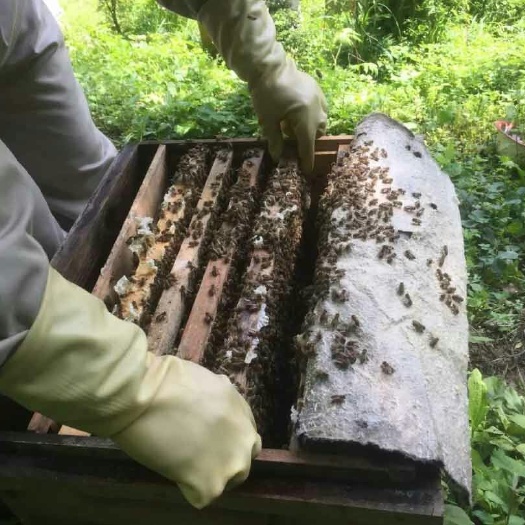 上高县土蜂蜜 塑料瓶装 2年以上  