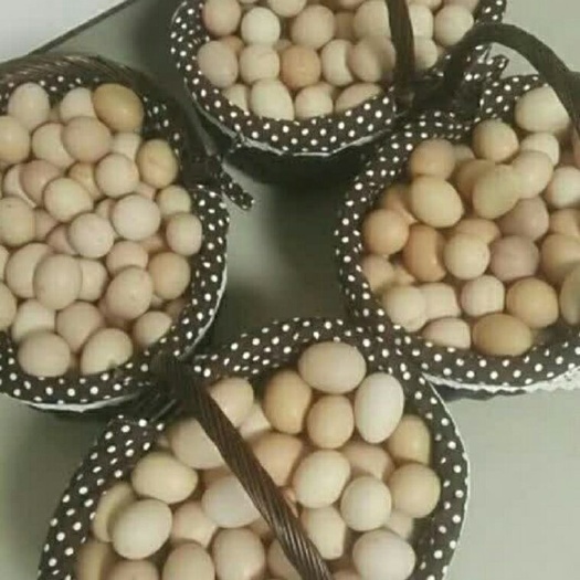 临漳县土鸡蛋  散装 食用 鸽子蛋
