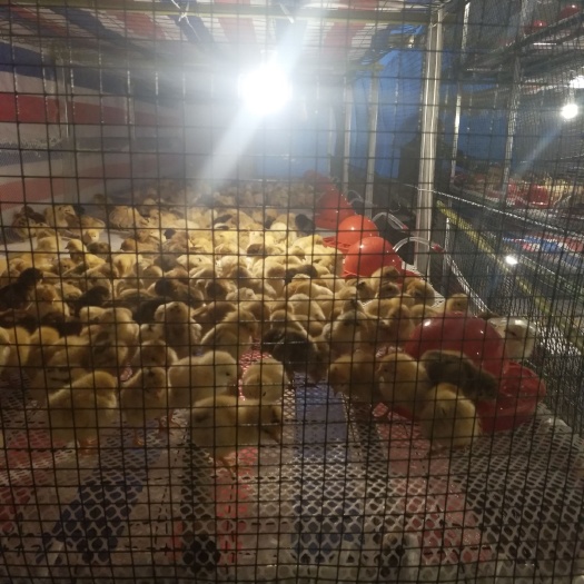 新沂市土鸡苗 
