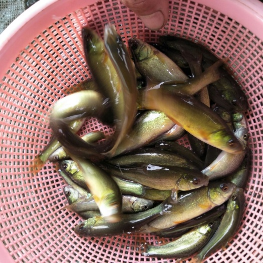 重庆市丁桂鱼苗