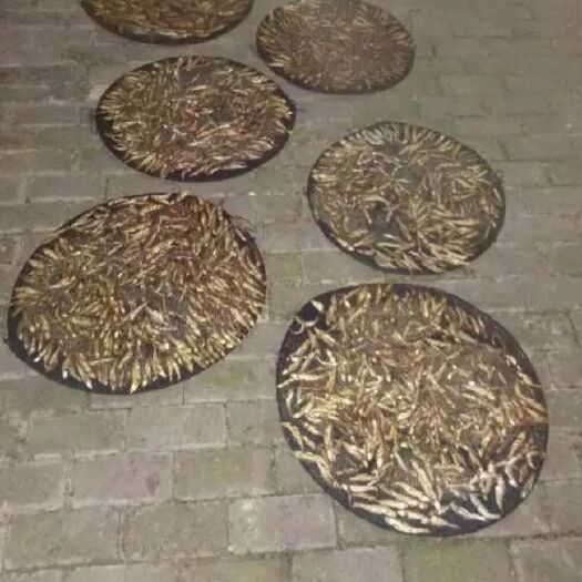 宁都县草鱼干 
