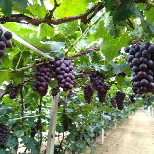 泰安巨峰葡萄苗  免费提供种植技术