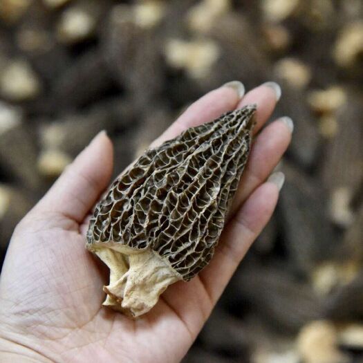 广州羊肚菌 干货 3cm~6cm 尖顶 灰黑色 人工种植 