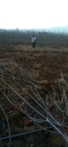 泰安矮化樱桃苗 