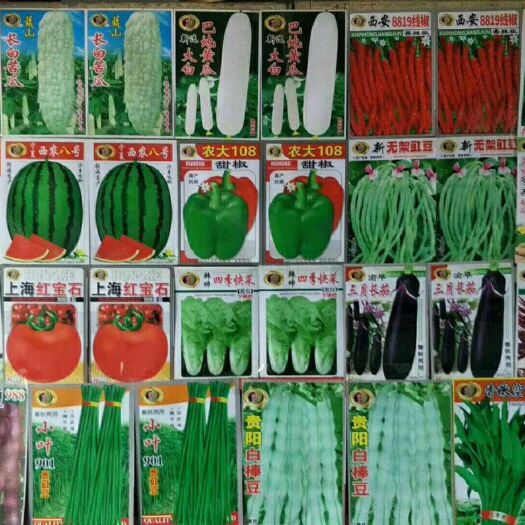 成都白菜种子 大田用种 ≥85% 