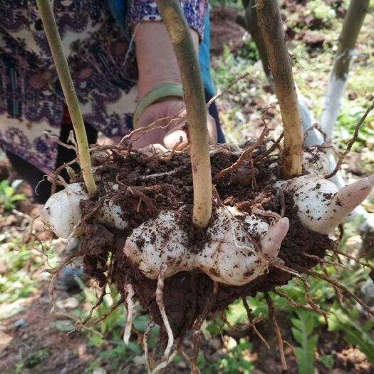 营山县黄精种苗  善形多花甜黄精基地，黄精苗，姜块，批发零售