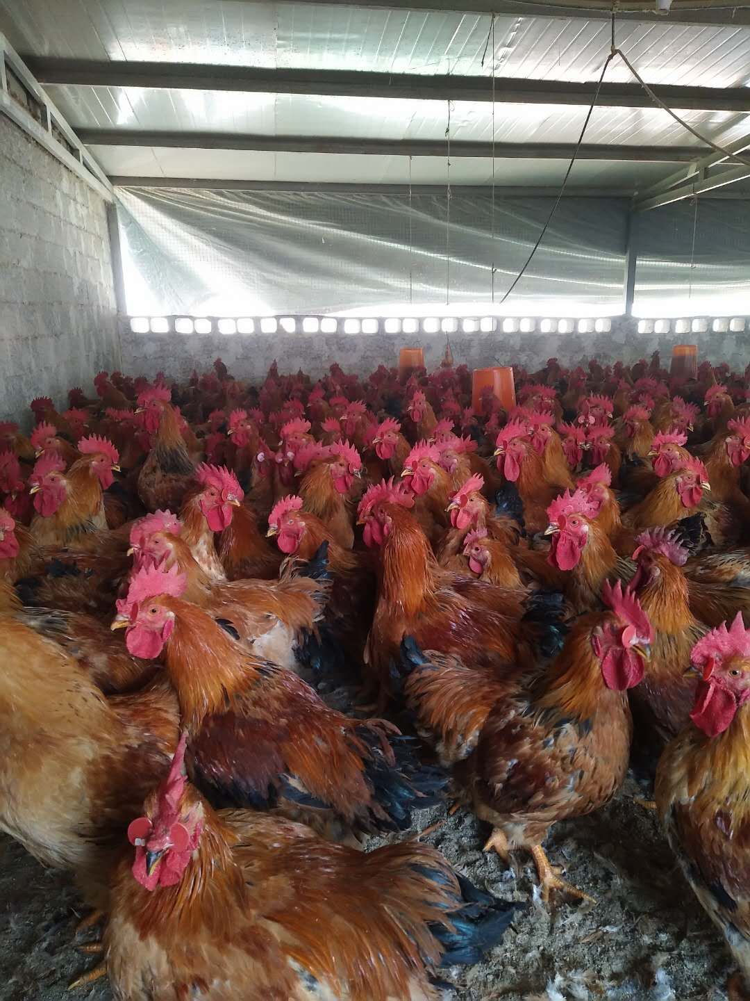 882黄鸡 5-6斤 公 