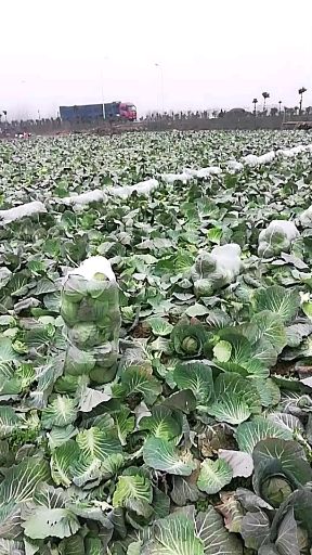 韩国黄心白菜 3~6斤 净菜 