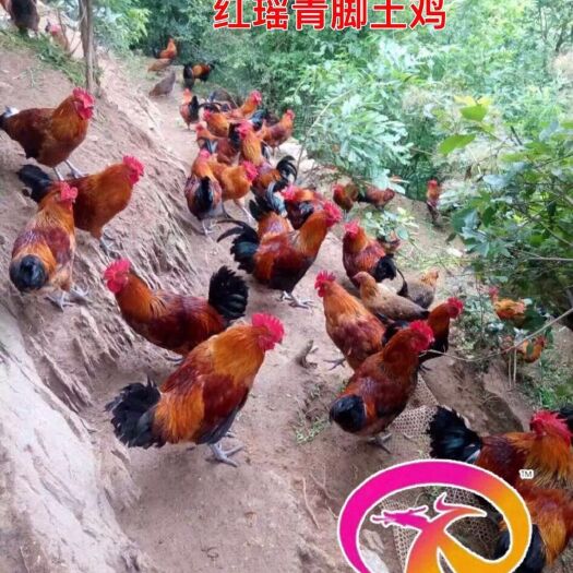 南宁红瑶鸡苗 