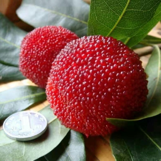 灵山县东槐杨梅苗 大黑炭杨梅苗