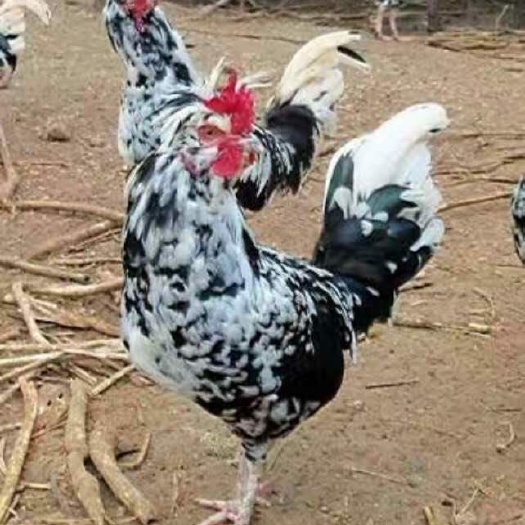 广州贵妃鸡苗 