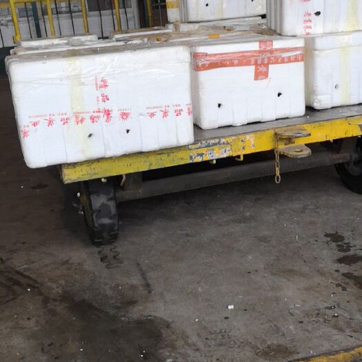 宣城扣蟹苗 