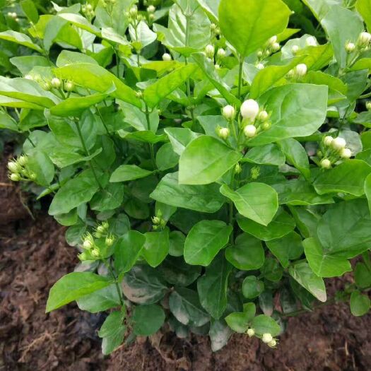 犍为县茉莉花苗