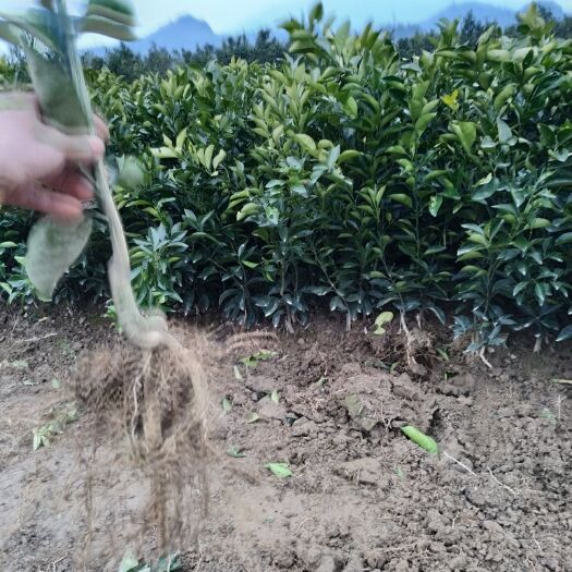 保靖县纽荷尔脐橙苗 嫁接苗 0.5米以下 