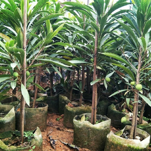 灵山县树蛋果苗 包邮蛋黄果苗 1年以上多年苗