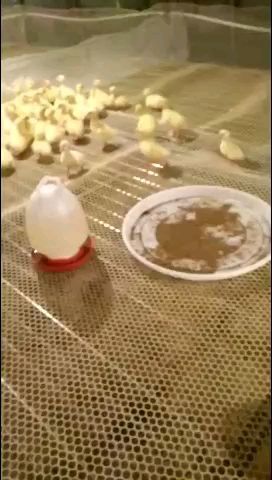 嘉祥县大白沙鹅苗 