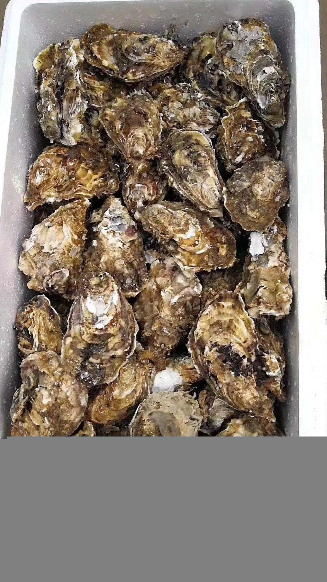 [乳山牡蛎批发]乳山牡蛎 人工养殖 4