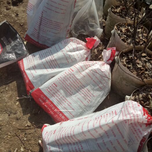 旬阳市 杨梅树苗大量有货，西梅苗，李品种繁多，卖家保证品种质量纯度。