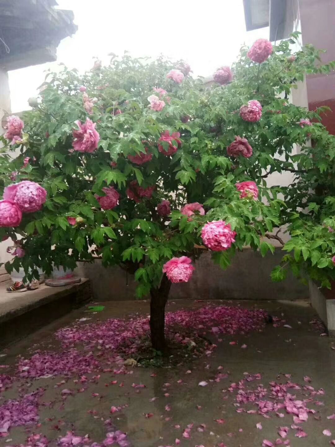 购牡丹树请到大富贵牡丹种植基地