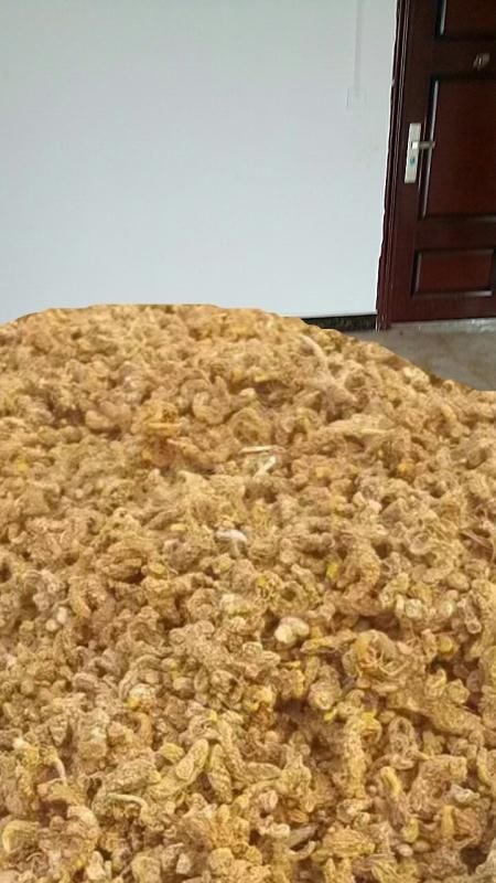 重庆市射干 