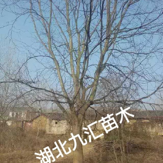武汉丛生朴树