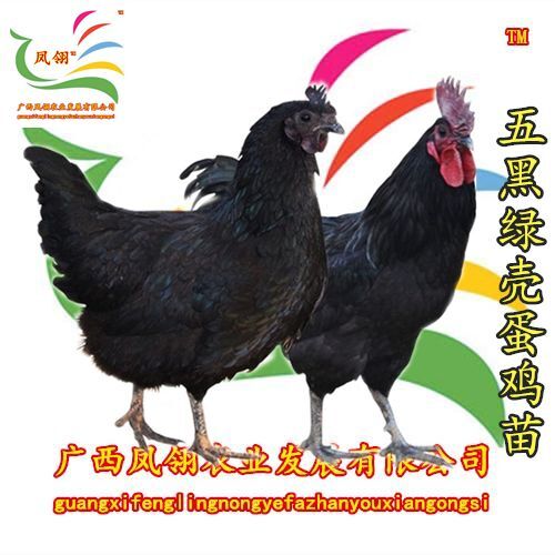 南宁 五黑绿壳蛋鸡苗