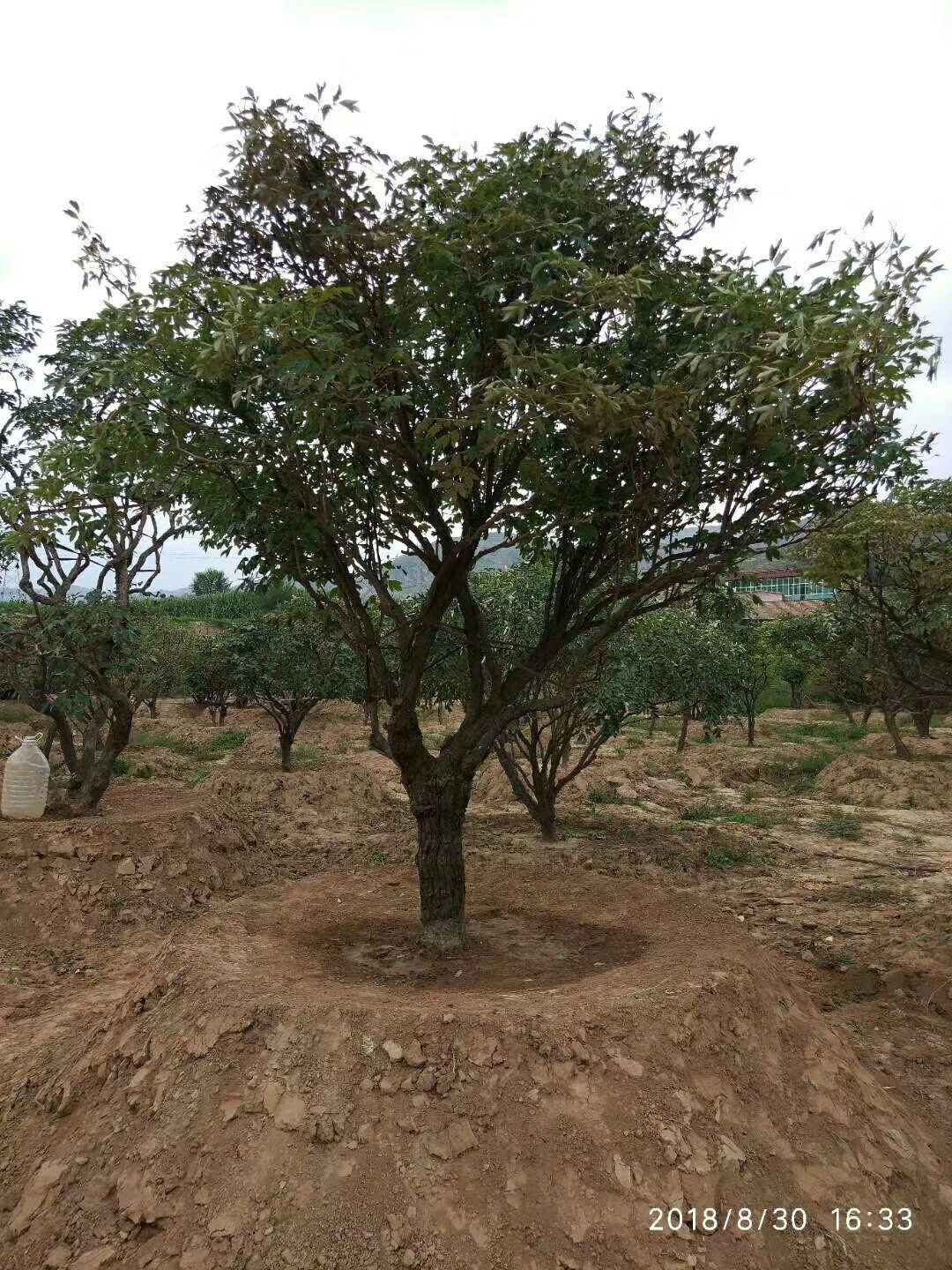 购牡丹树请到大富贵牡丹种植基地