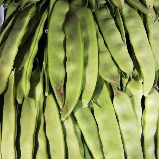 北镇市油豆角