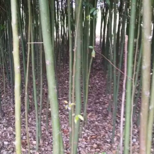 邓州市樟树苗 