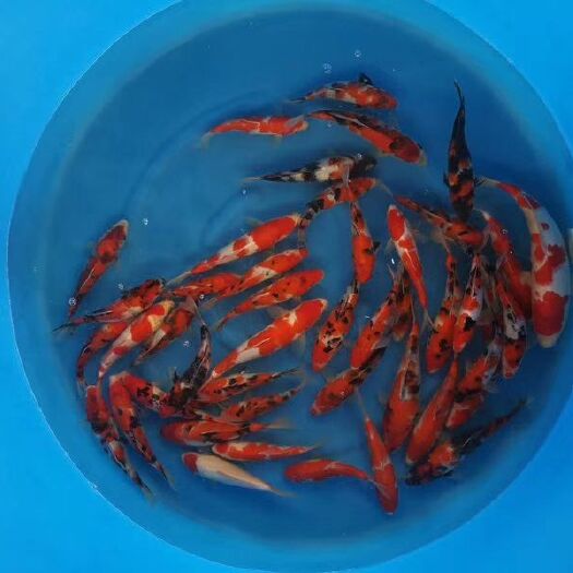 当岁精品锦鲤25cm