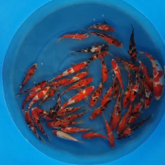 广州当岁精品锦鲤25cm