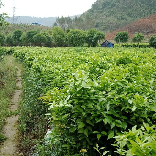 荔浦市砂糖橘苗 嫁接苗 0.35~0.5米 