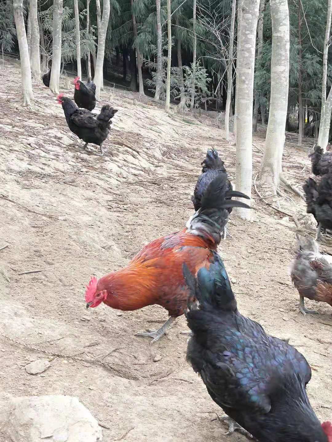 土鸡 统货 5-6斤