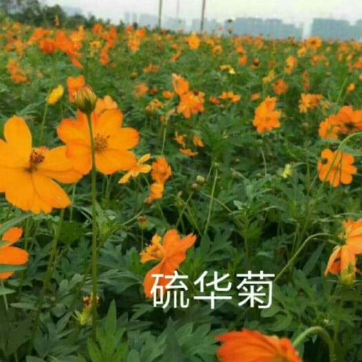 沭阳县硫花菊种子 
