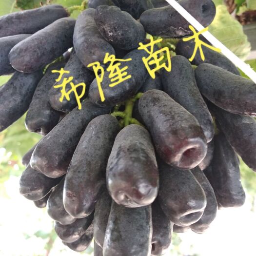 聊城蓝宝石葡萄苗 