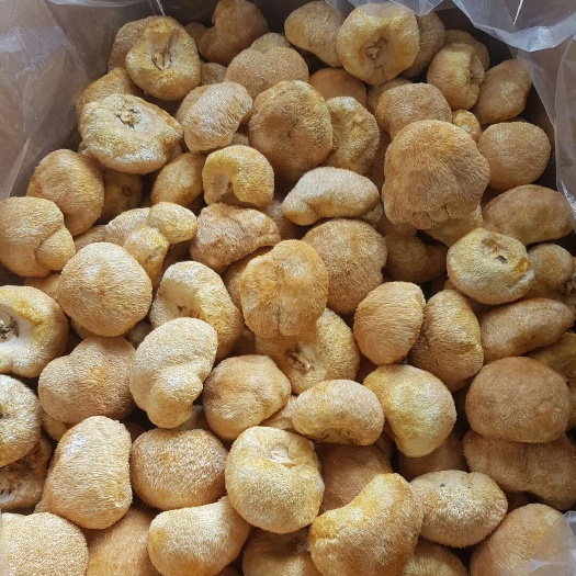 古田县干猴头菇  古田猴头菇金黄色，人工种植，无污染食品，煲汤味道