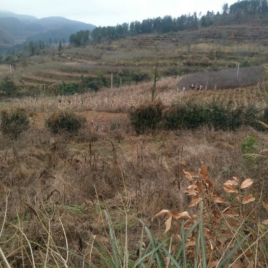 开阳县山地 入股 20~30年 500~1000亩 