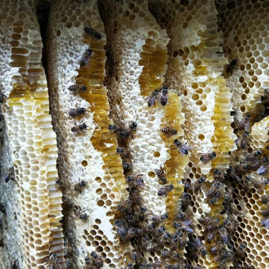 施秉县土蜂蜜 玻璃瓶装 2年以上  
