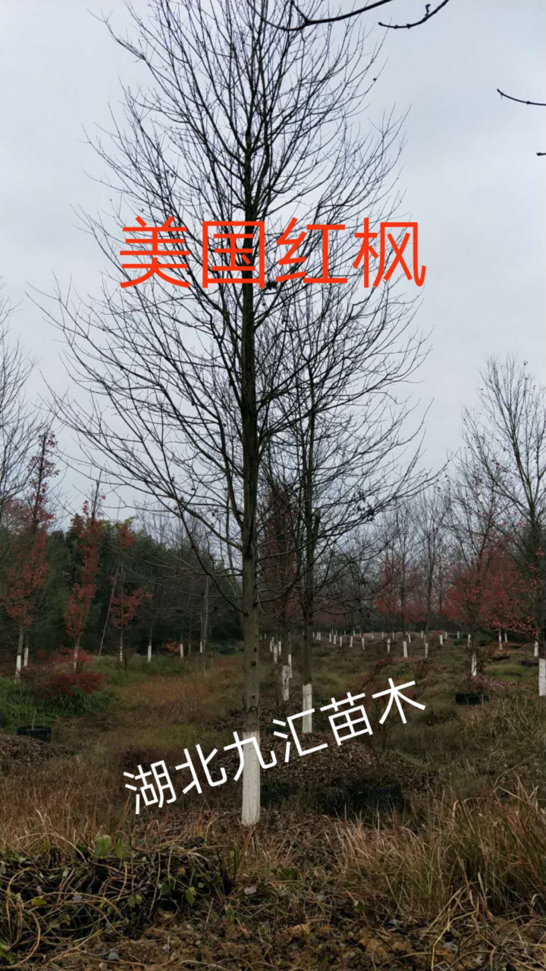 三角枫  五角枫、元宝枫、红枫
