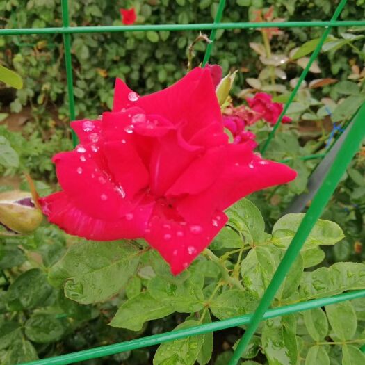 南阳 月季花墙造型