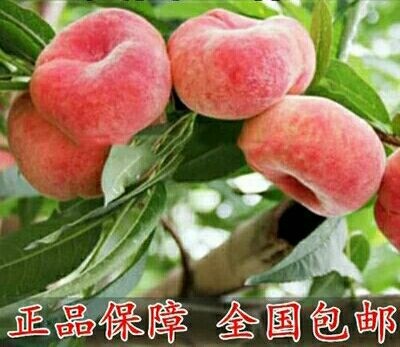 平邑县纽扣蟠桃苗 0.5~1米 