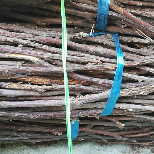 赵县金蝉 卵枝繁育基地直销