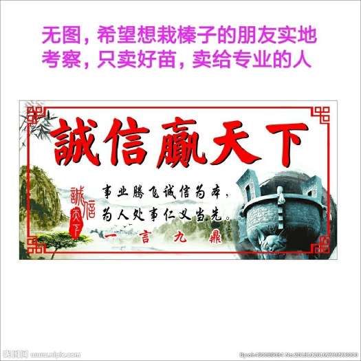 葫芦岛平欧榛子苗 2公分以下 