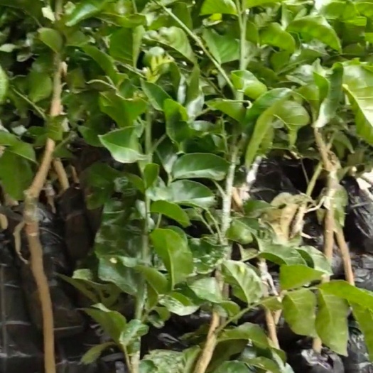 灵山县鸡心黄皮苗 